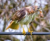 Since it&#39;s a hot topic here&#39;s a shot of a red tailed hawk I got this past May from my place on the south side, unfortunately it stole all three robin chicks from the nest by my window. Circle of life I suppose. from circle of life multi language