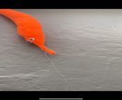 Depressed Worm commits suicide from monster worm