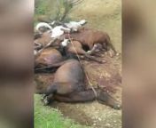 Horses of Kurdish Kolbars (cross-border labors) killed by the Iranian regime forces from kurdish