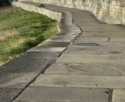 Fox catches a rat(?) on the York City Walls from margon york