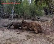 Timor Deer gets its throat ripped open by a Komodo Dragon from timor leste