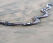my friend found this dead fish/snake/eel washed up in Marina Beach, Chennai, South India from south india ltd y in