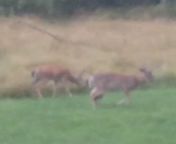 This deers absolute units from devotehuendin absolute pet bestialitysextaboo bestiality mp4