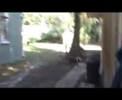 Beagle gets attacked by two pits, police finally show up an deal with the situation. Warning as this is a video of a dog attack. Nothing gory or bloody but you can hear the helpless beagle in the yard. from beagle