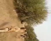Yemen Army with Saudi support storm Trenches of Huthis in Harad on Saturday 19 February NSFW from bokep tkw saudi vs majikan