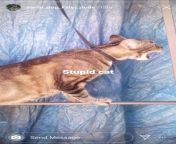 ??WARNING!! ?? Dog Mans story of hanging cat, dead ~5:25 PM Eastern 06/13/2020 from @dog man