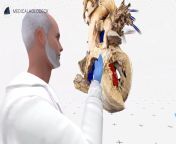 The Human Body in Virtual Reality: Path of Blood Through the Heart from varmipe of to cent the heart