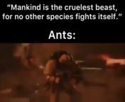 Ants from ants boob