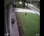 Owner Saves Dogs Life Defending It From Coyote from dogs life porn xxx