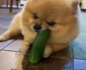Funny Dog with cucumber from indian camgirl solo with cucumber mp4