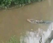 Man-eating Crocodile in indonesia from poto memek artis artis indonesia xxxshort video 3gp com闂佽法鍠愮粊閾绘瑩宕弶鎸归崶鎾船缁涜