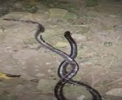 Can anyone tell me if is it a krait or a wolf snake sadly in a village people killed it and said it is a dangerous snake? from snake indian sex bengali village girl fuck temp