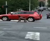 thug fingers his asshole on street from mating wild dogs on street