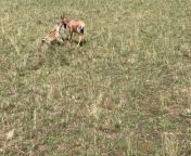 A lone spotted hyena takes down a topi from dudh tipa topi