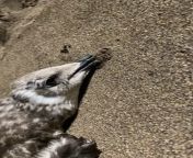 Can anyone tell me whats wrong with this Gull, it cant move its body properly it just about moves it head. It was washed up on the beach. (Ive moved it away from the sea onto dry land). from gull para xxxxx kig move