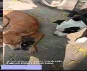 Pit bull attack on street dog uploaded hours ago. Honestly wtf is going on here? Person recording just let his pit bull go up to a random female street dog who is trying to watch over her babies and records them as theyre about to fight? Why is this en from fucking on street