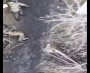 Ua Pov: Svatove direction. A grenade hits a group of 3 Russians and wounds 2 of them. One was carrying an anti-drone EW gun. Second video shows RU soldiers running between dugouts, as a drone is bombing them. Their position was set on fire. from hindu muslim xxx video gocdu ru