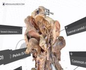 Developing the next level of medical education in VR. Human Anatomy in Oculus Quest 2, for Teams. NSFW! from medical education cfnm nude