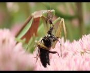 ? I filmed some HD slow-motion footage of a praying mantis chewing on a bee&#39;s proboscis (tongue) from hd mp4 xxxb