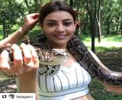 Kajal Agarwal - our whore of the week with a snake, she&#39;s adorable from kajol sexseian model kajal agarwal sexideo sax downloadparineeti chopra xxx wwe sex comww my video閿熸枻Ž