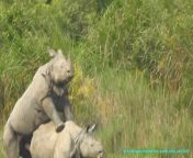 Indian rhinoceros, greater one-horned rhinoceros - ?????????? ????????? - mating, Kaziranga National Park, Assam , India, April 2023 from nnbbs assam