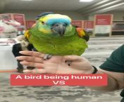 A bird being human versus me being a bird from being a dik v0 8 1 dr pinkcake