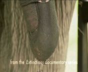 Как получить сперму слона? from Похотливая теща слизывает сперму с пальцев после дрочки
