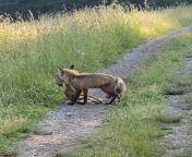 Rarely seen: This evening I chanced upon an event I&#39;ve never seen before. And even with the sun directly towards my Samsung, I was able to capture this video of a fox killing a deer fawn. It&#39;s rare but it is reality. from but it is excluded video