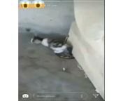 Kucing dicekokin miras , indonesia gk ada aturan penganiayaan binatang kah ? from vcs pasutri indonesia