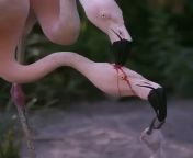 No, one flamingo is not bludgeoning the head of another while its offspring feeds on the blood. These flamingos are trying to feed the same chick with red crop milk. Parent flamingos produce crop milk in their digestive tracts and regurgitate it to feed t from crop stand