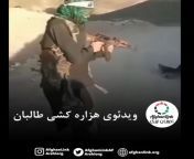 [NSFW/Death] Taliban fighters execute an unarmed Hazara man based on his ethnicity from kos hazara