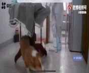 In Shanggrao, Jiangxi China. Corgi was beaten to death with an iron stick by two Government employees who pick a lock to get in When the master is not at home because of antiepidemic policy. from china cuple scandal