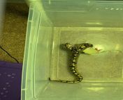 My BP Solomon eating the F/T rat instead of mouse this time! from solomon alemu