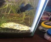 Has anyone else seen their bettas eat whole fish? (This was right when I noticed my elderly endler had passed, I took the body out right after this video as my betta had already become way too full) from katrina kali xxx video hd comipasha xxx mp3 v