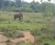 Man gets too close to an elephant and gets trampled in front of his family from chubby desi woman gets naked in front her man