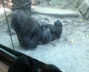 VIDEO: Bronx Zoo, 2 gorillas engage in sex act in front of shocked visitors from www xxx kajal in sex v