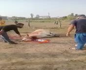 [30th Jan 2022] Muslims in Lilong, Manipur killed a cow in public with the BJP flag underneath. from manipur pangal nupi lilong