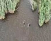 Jul. 14 2023: Russian sailors (?) swimming in Dnipro River overseen by UA drone while being targeted by unseen opponents. Possibly related to Jul. 13 video of UA SOF gunboat attack on RU positions + boats on the Dnipro. Audio removed. from biqle ru video vk pornhinchan mit